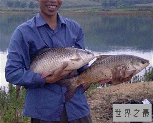 世界上最浪漫的10种动物,大象居然也上榜了