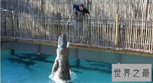 世界上最大的鳄鱼Top10，第一大鳄鱼Kalia两千斤重！