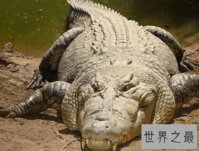 ​世界上最大的鳄鱼Top10，第一大鳄鱼Kalia两千斤重！
