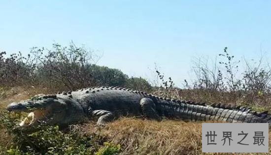 世界上最大的鳄鱼Top10，第一大鳄鱼Kalia两千斤重！