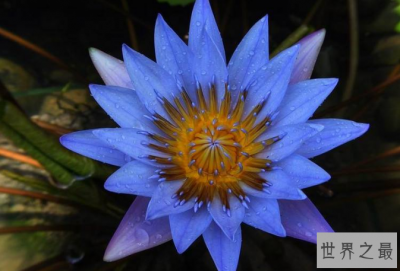 ​世界十大最稀有的花 这些奇特的植物，你见过几种