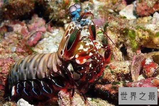 绿虾蛄堪称海底的螳螂,会打螳螂拳能切断人类手指