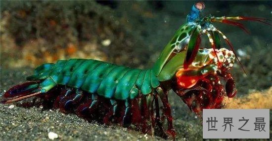 绿虾蛄堪称海底的螳螂,会打螳螂拳能切断人类手指