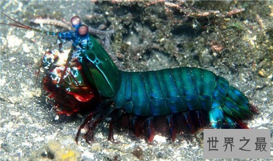 绿虾蛄堪称海底的螳螂,会打螳螂拳能切断人类手指