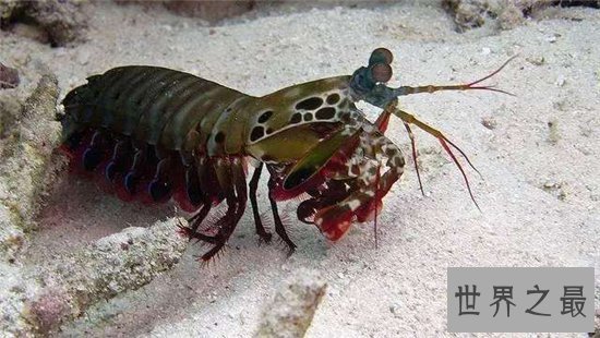 绿虾蛄堪称海底的螳螂,会打螳螂拳能切断人类手指