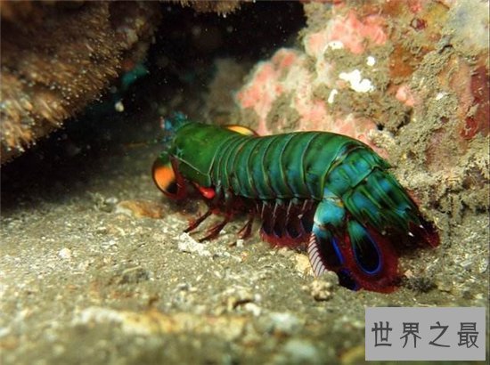 绿虾蛄堪称海底的螳螂,会打螳螂拳能切断人类手指