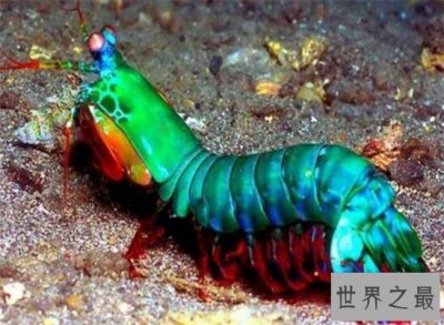 ​绿虾蛄堪称海底的螳螂，会打螳螂拳能切断人类手指