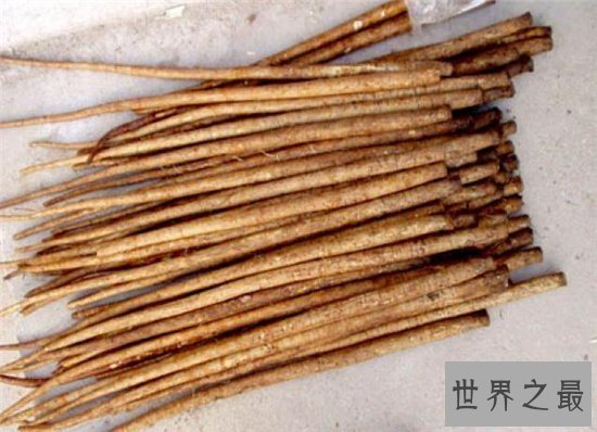 牛蒡怎么吃?要与热性食物一同制作