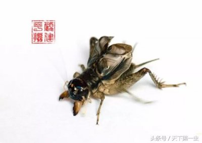 ​蟋蟀故事：虫王