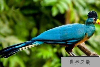 ​世界十大最美鸟类：第九名头戴金色“皇冠”高贵典雅