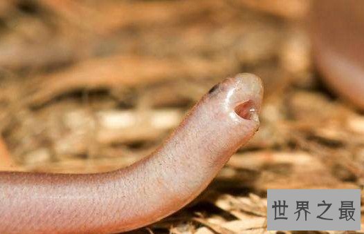 世界上最小的蛇，还没有一枚硬币大