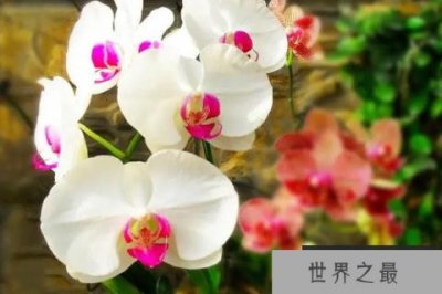 ​最耐阴的十大漂亮植物：蝴蝶兰榜上有名，你养了吗？