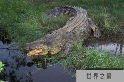 ​世界十大体型动物 娃娃鱼上榜，鲸鲨行动速度很缓慢