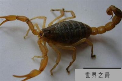​世界十大毒蝎 黄肥尾蝎生性残暴，巴勒斯坦毒蝎千万不要惹