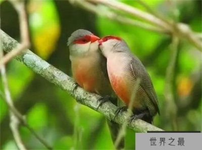 ​为什么说阿法六线风鸟求偶最难？看看它求偶的过程就明白了