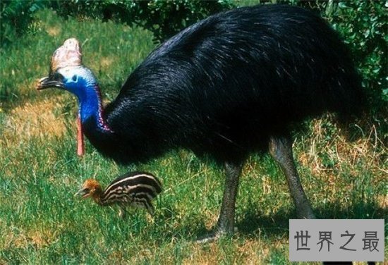 世界上最大的鸟，帝企鹅竟然也名列其中！