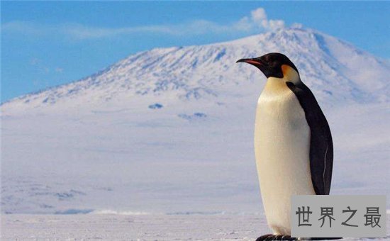 世界上最大的鸟，帝企鹅竟然也名列其中！