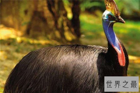 世界上最大的鸟，帝企鹅竟然也名列其中！