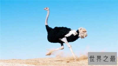 ​世界上最大的鸟，帝企鹅竟然也名列其中！