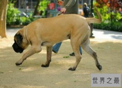 ​世界上最大的狗体重二百多斤  相当于两个成年人的重量