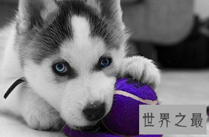 网络表情帝的哈士奇幼崽,小哈士奇是什么样的