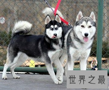 网络表情帝的哈士奇幼崽,小哈士奇是什么样的