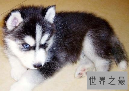 网络表情帝的哈士奇幼崽,小哈士奇是什么样的