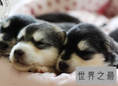 网络表情帝的哈士奇幼崽,小哈士奇是什么样的