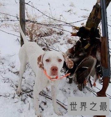 有着特殊外表最适合捕猎的波音达猎犬是怎样的