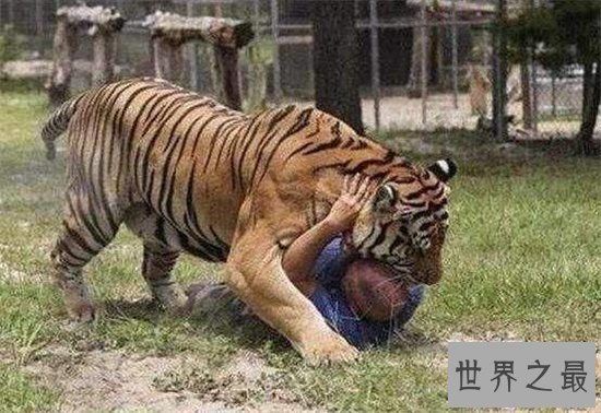 老虎吃人视频清楚看到全过程,车主私自下车造成后果