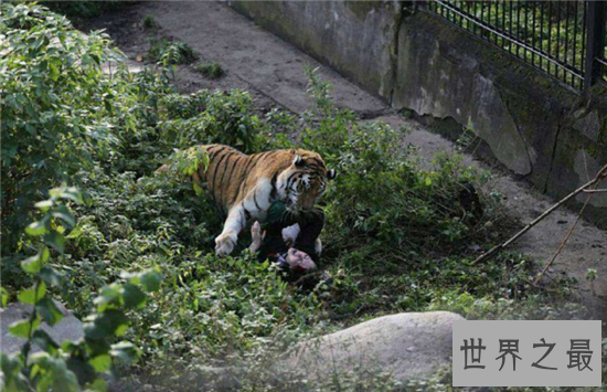 老虎吃人视频清楚看到全过程,车主私自下车造成后果