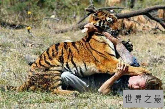 老虎吃人视频清楚看到全过程,车主私自下车造成后果