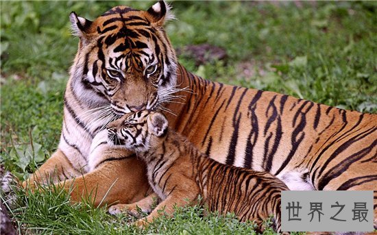 老虎吃人视频清楚看到全过程,车主私自下车造成后果