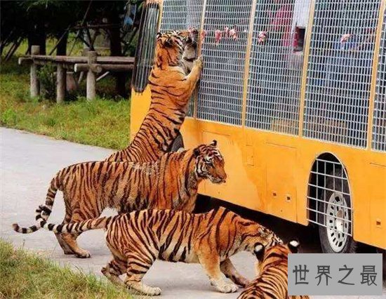 老虎吃人视频清楚看到全过程,车主私自下车造成后果