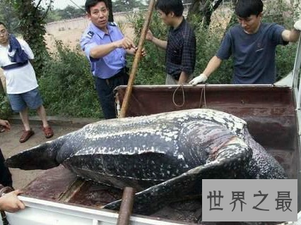 世界上最大的乌龟加拉帕戈斯象龟,骑着走天下!