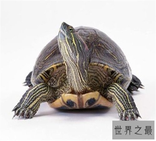 世界上最大的乌龟加拉帕戈斯象龟,骑着走天下!