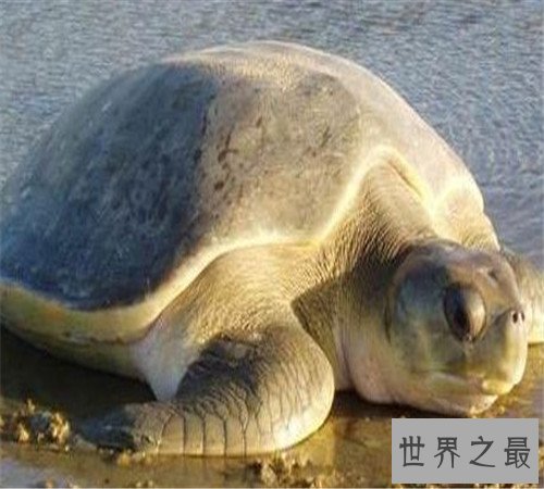 世界上最大的乌龟加拉帕戈斯象龟,骑着走天下!