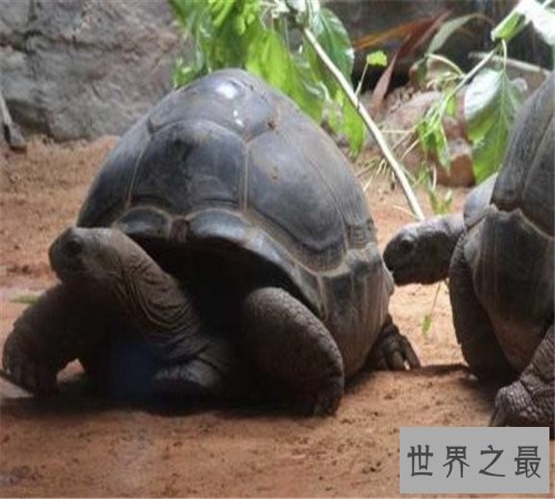 世界上最大的乌龟加拉帕戈斯象龟,骑着走天下!