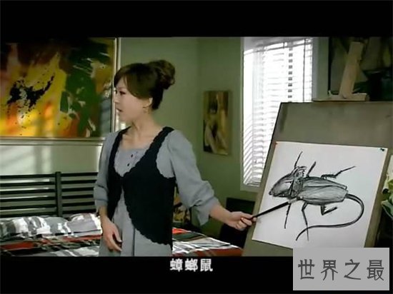 蟑螂鼠成熟以后会飞,是蟑螂和老鼠的变异体