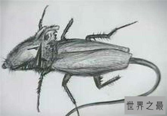 蟑螂鼠成熟以后会飞,是蟑螂和老鼠的变异体