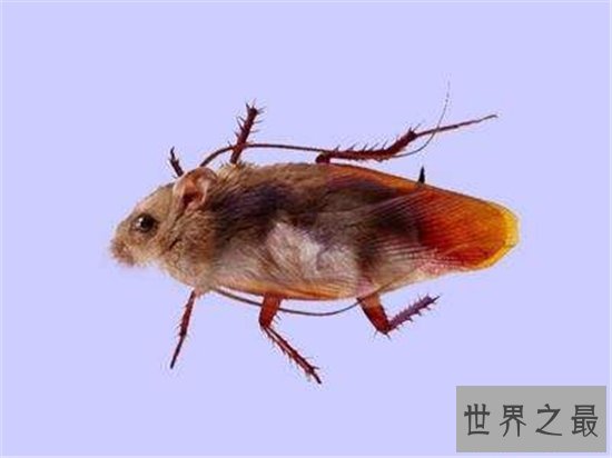 蟑螂鼠成熟以后会飞,是蟑螂和老鼠的变异体