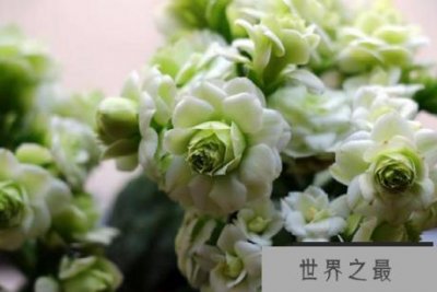 ​世界最漂亮的长寿花 四季开花不断