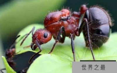 ​世界上最危险的九种蚂蚁，看见了赶紧跑！