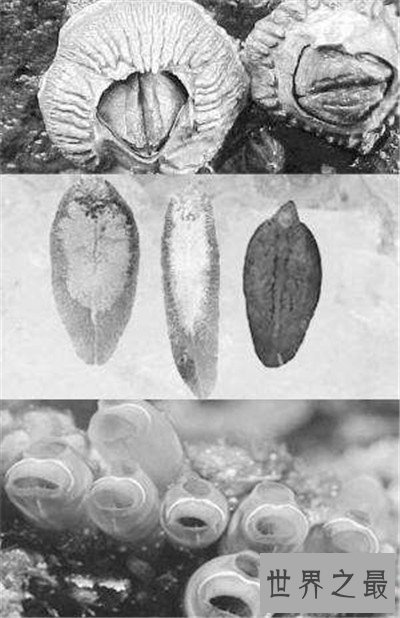 雌雄同体的动物都有哪些 两性动物的存在很特别