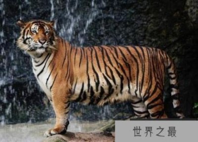 ​世界上最凶猛老虎排名