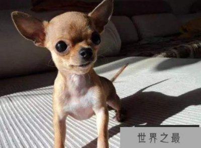 ​世界上最小的狗狗品种