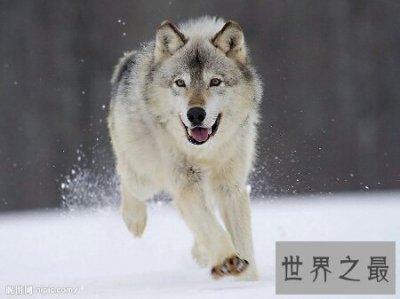 ​藏獒vs狼 到底哪个更厉害进来看看吧