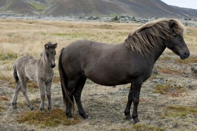 ​十二生肖《马》的来历故事