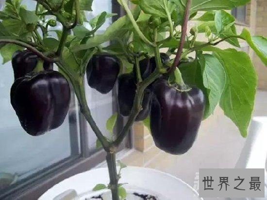 世界上最奇特的16种辣椒,水果味和辣死人的辣椒