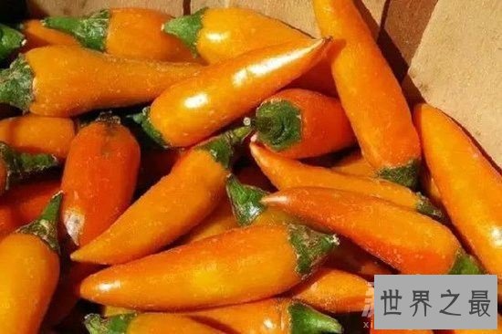 世界上最奇特的16种辣椒,水果味和辣死人的辣椒
